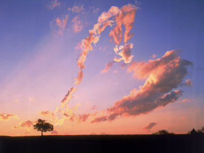 345688-fbtree-against-sky-with-heart-shaped-cloud-posters1
